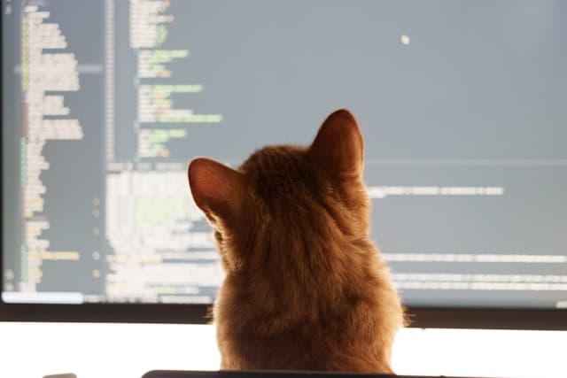 Cat in front of the computer