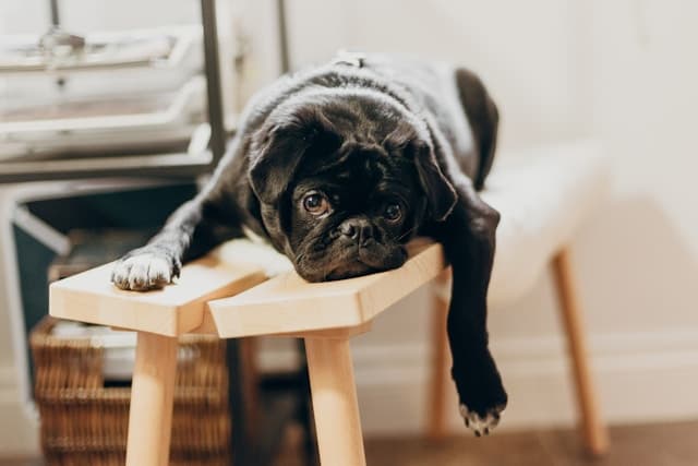 Black pug lying on a table